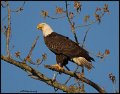 _2SB5821 american bald eagle